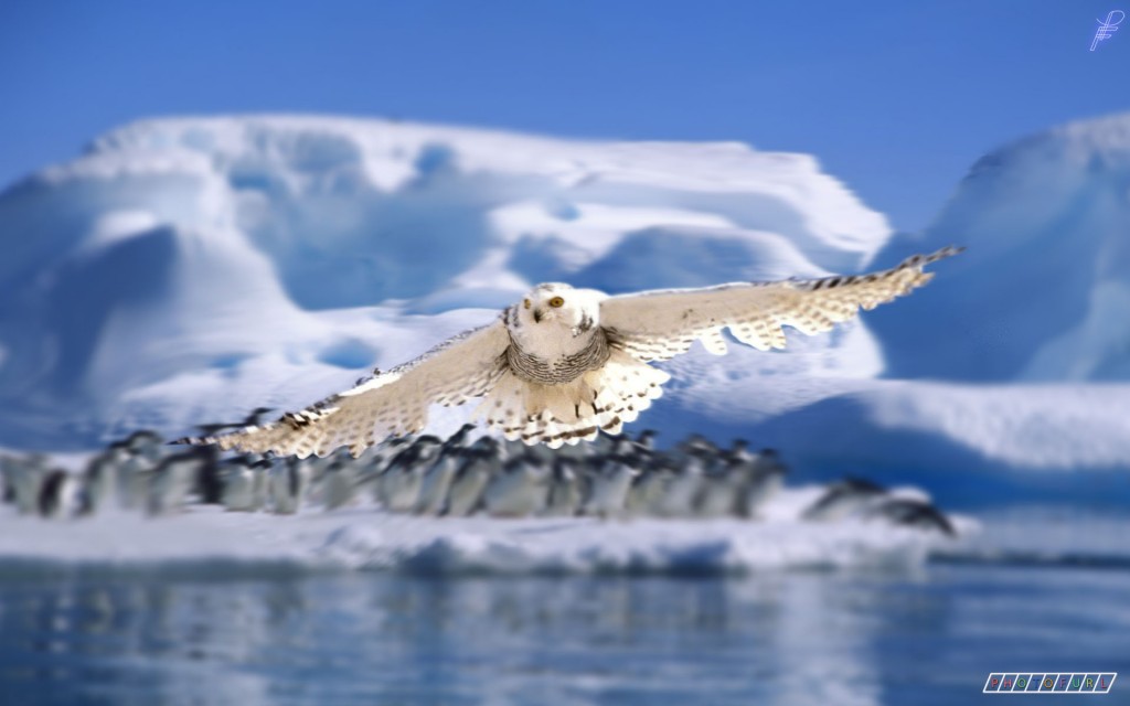 Eagle Wallpaper Free Download - Antartics Animals - HD Wallpaper 