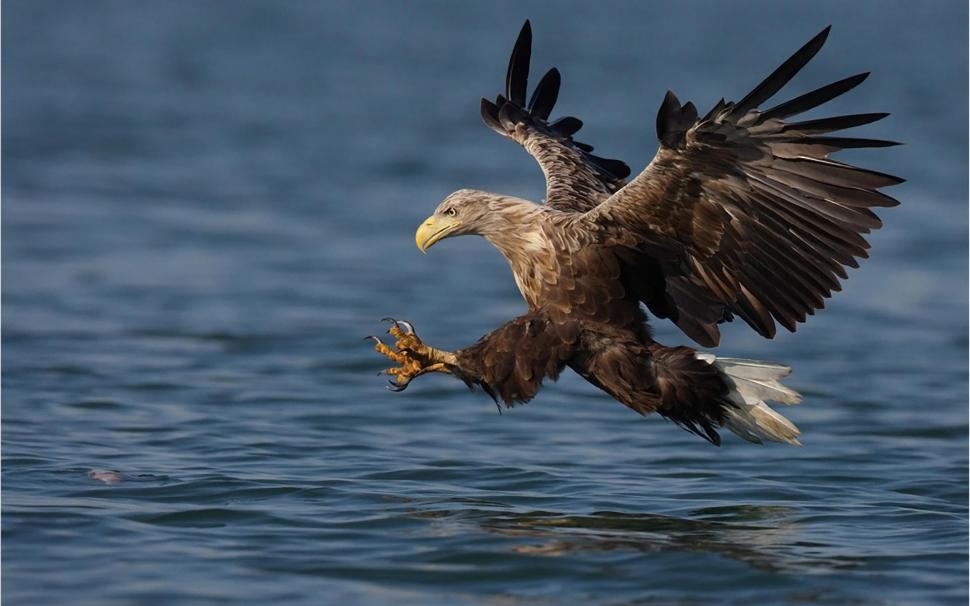 Steppe Eagle Wallpaper,cool Hd Wallpaper,girl Hd Wallpaper,kurd - Eangle Full Hd - HD Wallpaper 