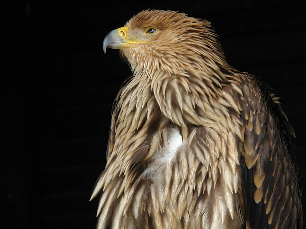 Free Imperial Eagle Wallpaper Wallpapers Download - Hawk - HD Wallpaper 