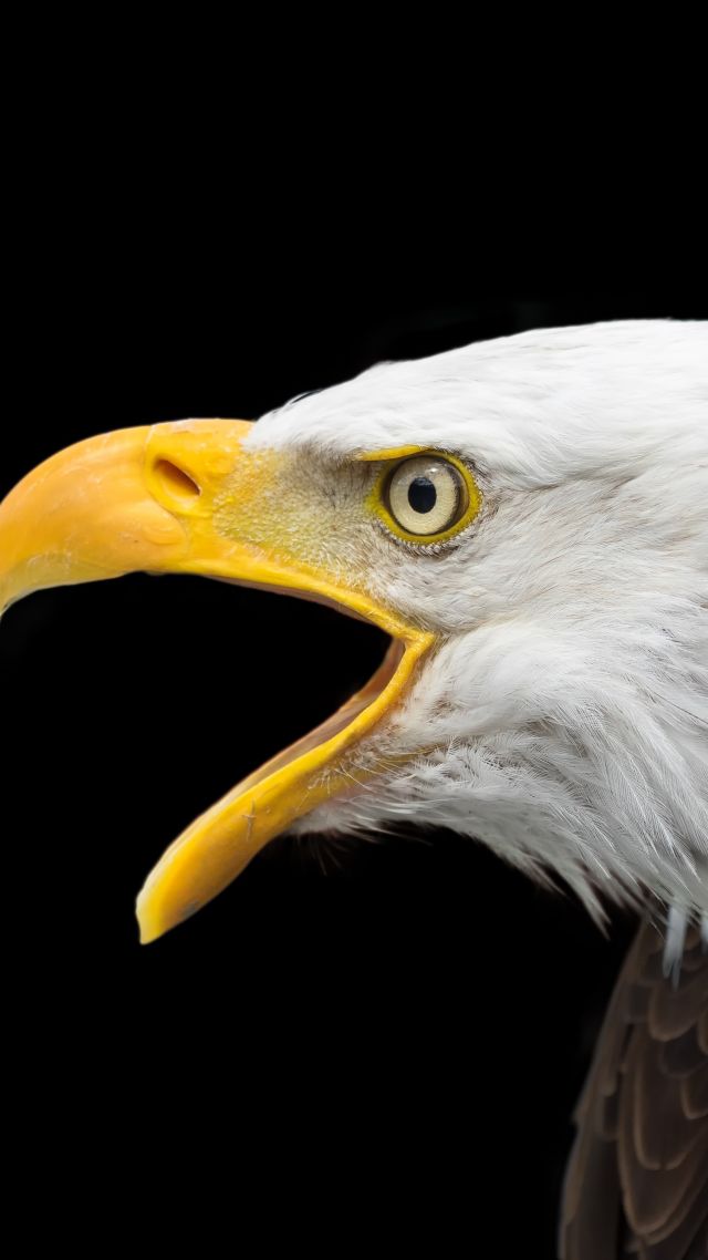 Bald Eagle Beak - HD Wallpaper 