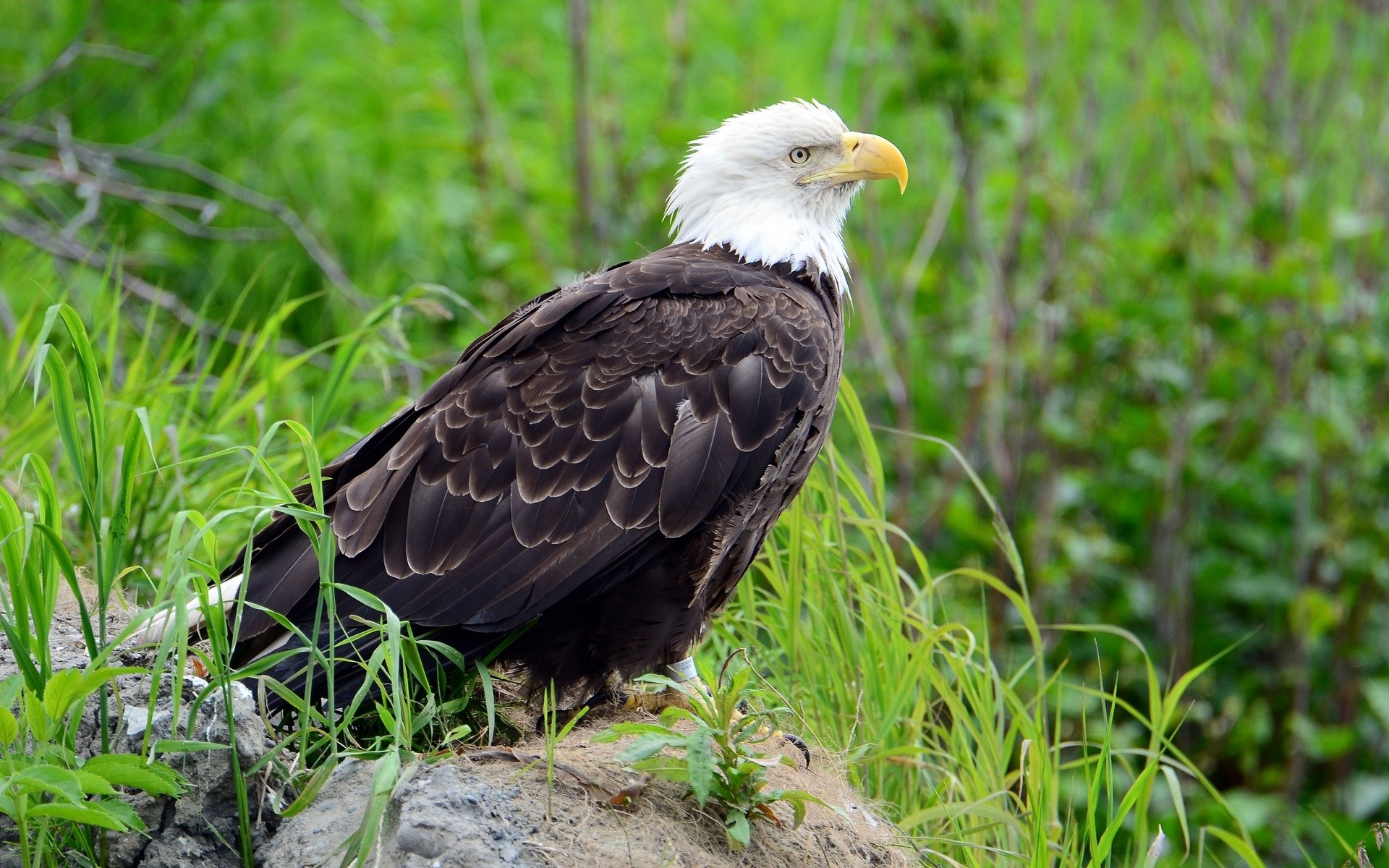 Birds - HD Wallpaper 