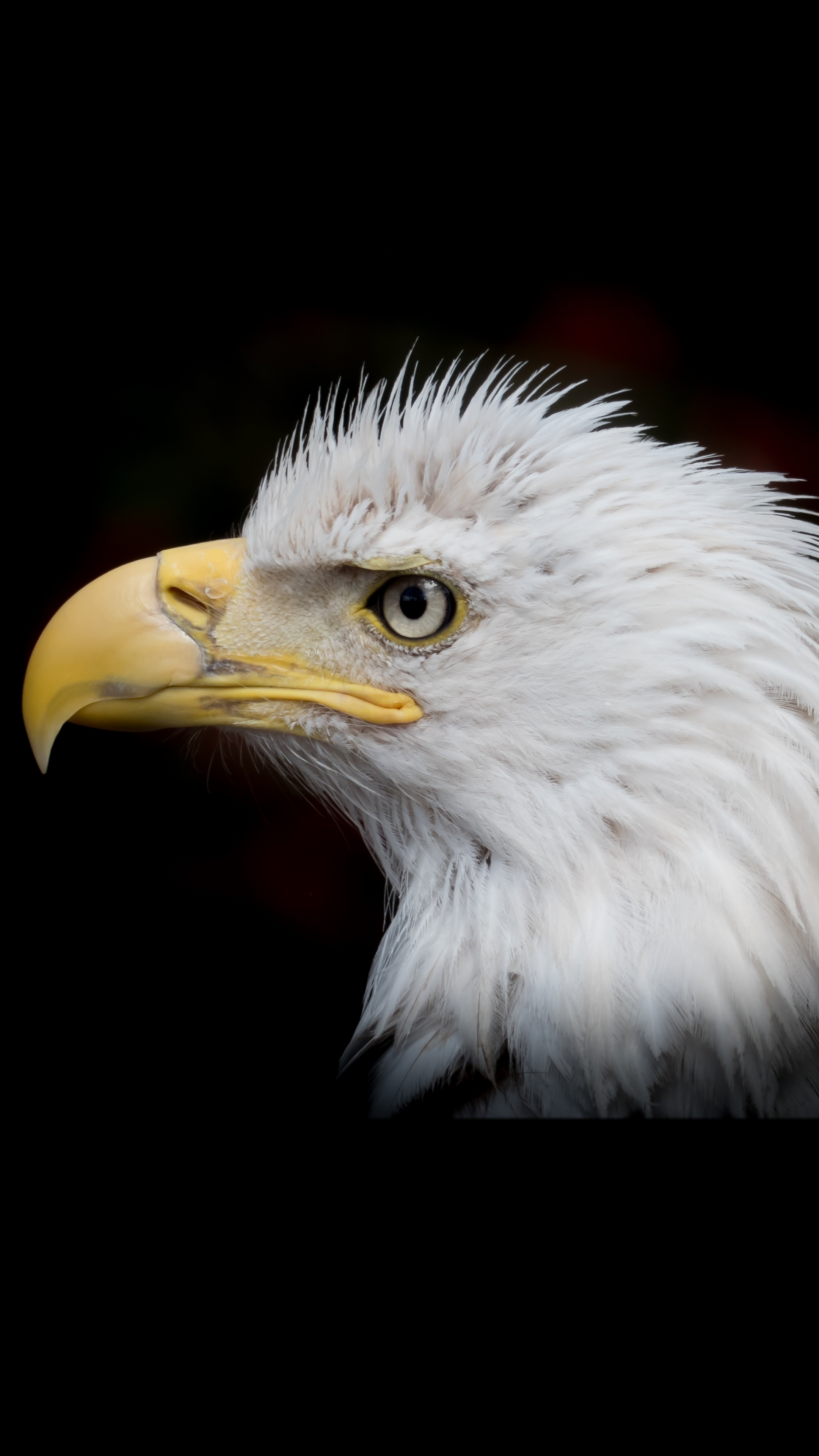 Bald Eagle, Bird, Portrait, Muzzle, Wallpaper - Bald Eagle - HD Wallpaper 