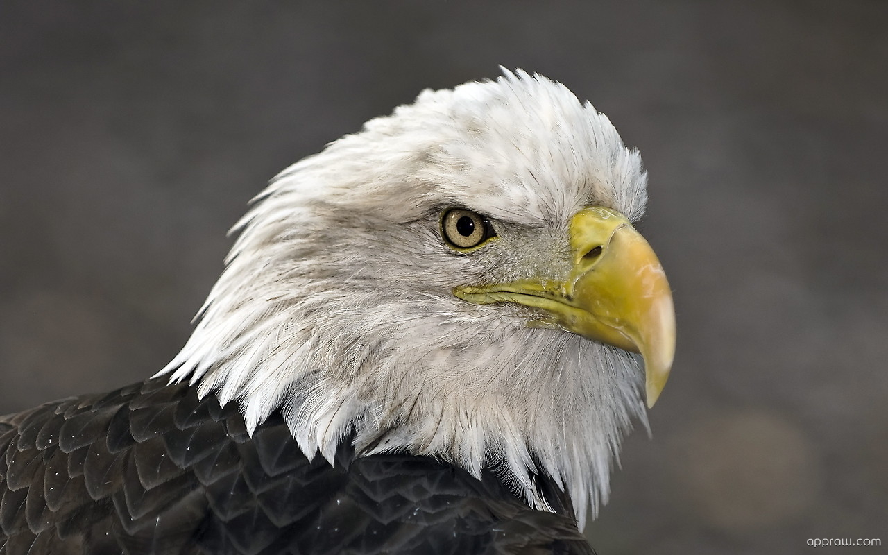 Bald Eagle - HD Wallpaper 