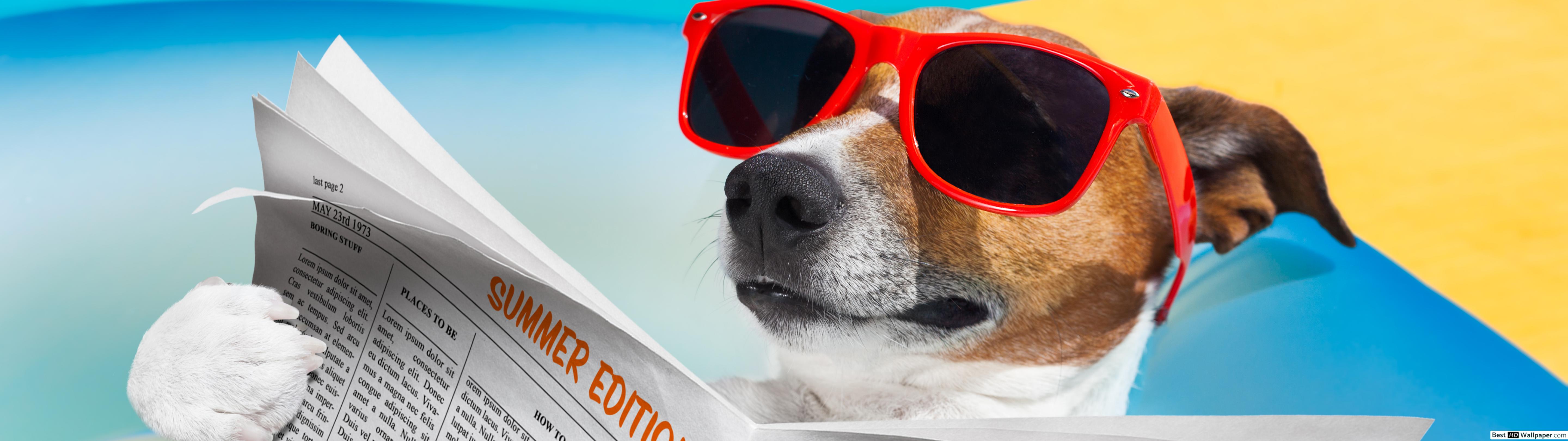 Free Wallpaper Funny Dog - HD Wallpaper 