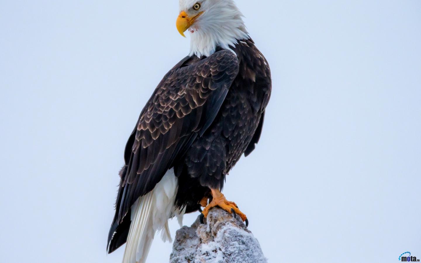 Eagle Hd - HD Wallpaper 