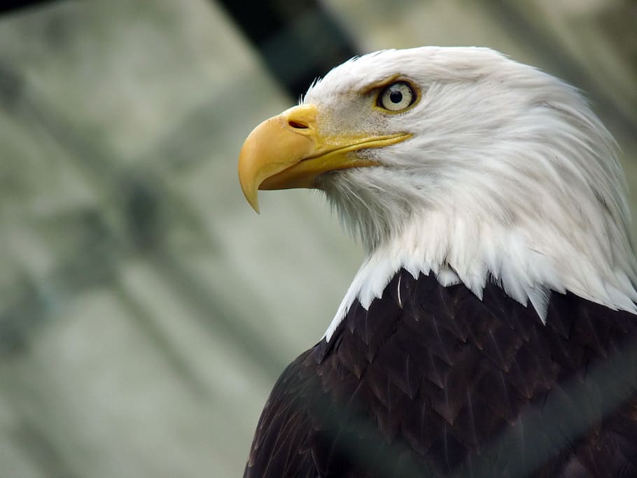 Closeup Photography Of Bald Eagle, Washington Eagle, - Eagle Big - HD Wallpaper 