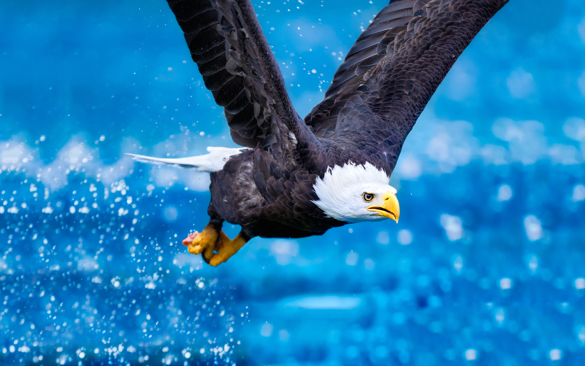 Bald Eagle Flying - High Resolution Eagle Background - HD Wallpaper 