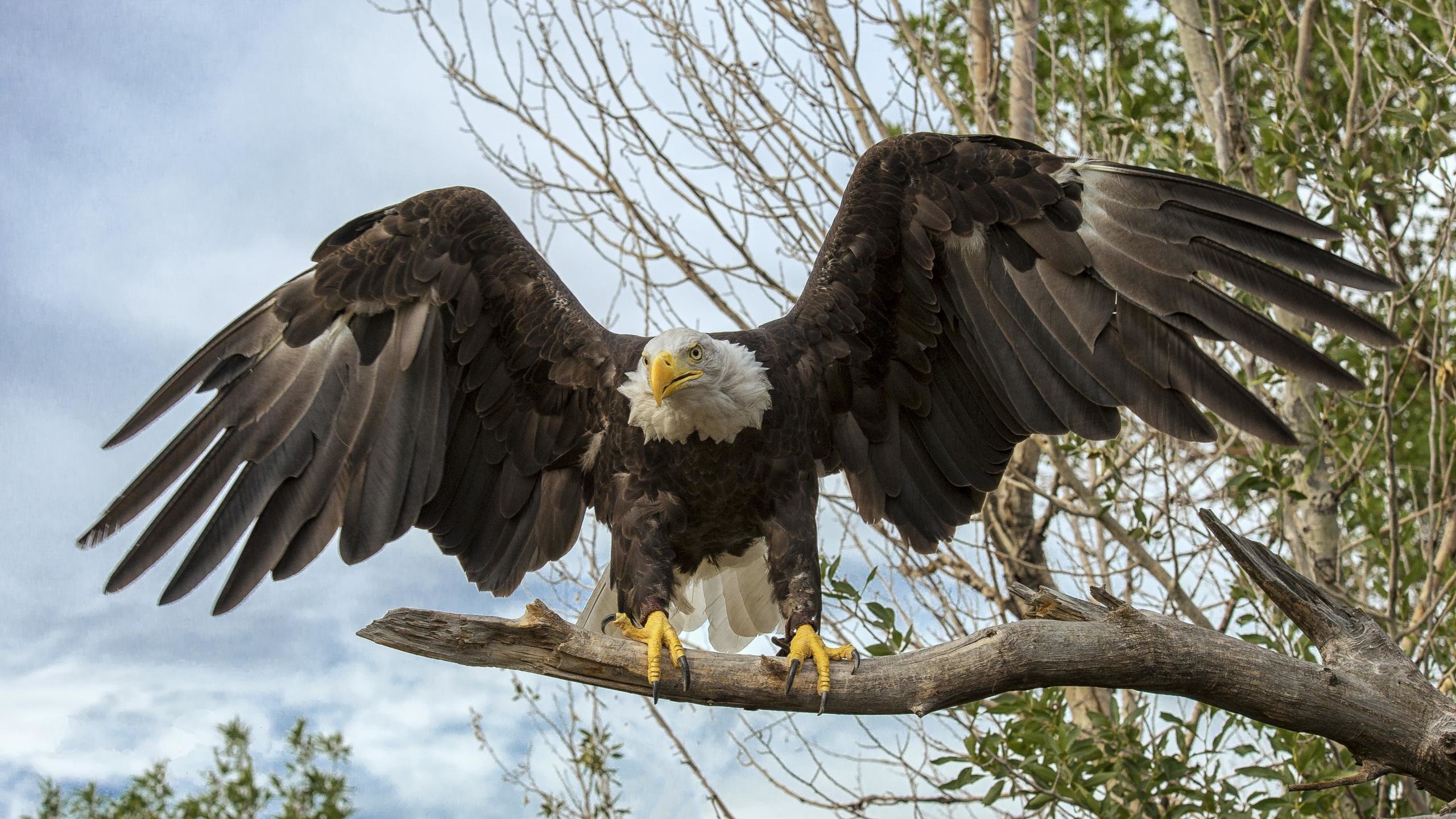 Free Download American Bald Eagle Wallpaper Id - Eagle 4k Ultra Hd - HD Wallpaper 