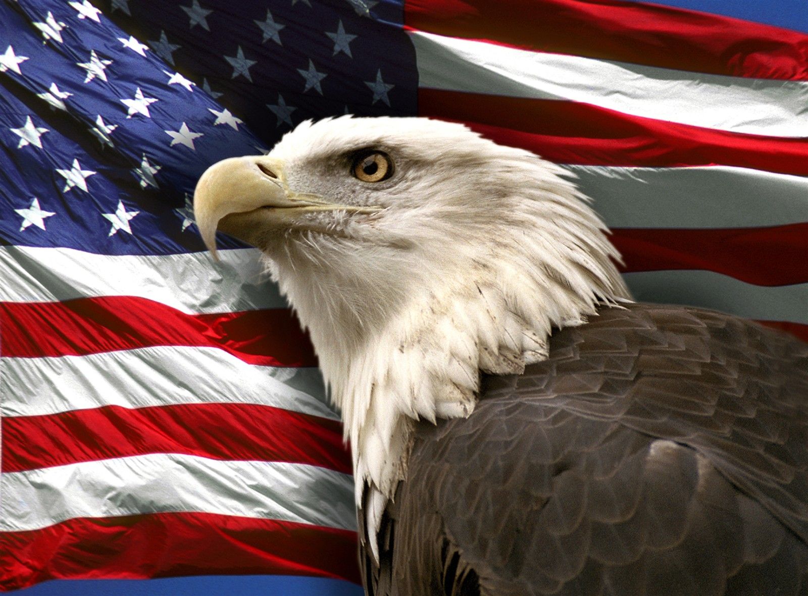 Patriotic Eagle Wallpapers Free - American Flag Bald Eagle - HD Wallpaper 