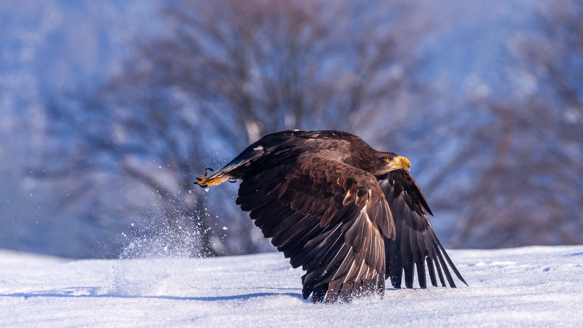 Eagle - HD Wallpaper 