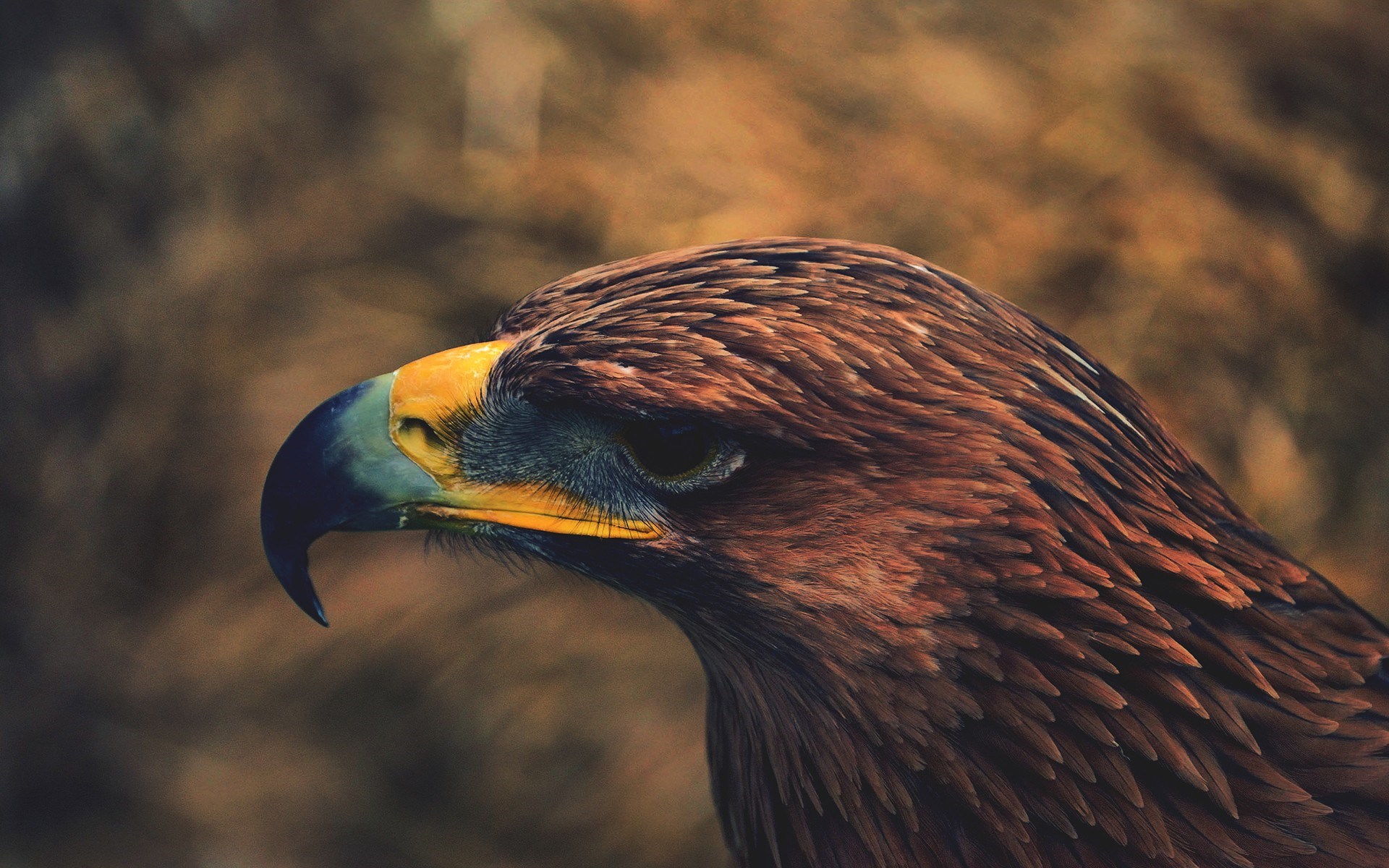 Angry Golden Eagle Wallpapers Hd - HD Wallpaper 