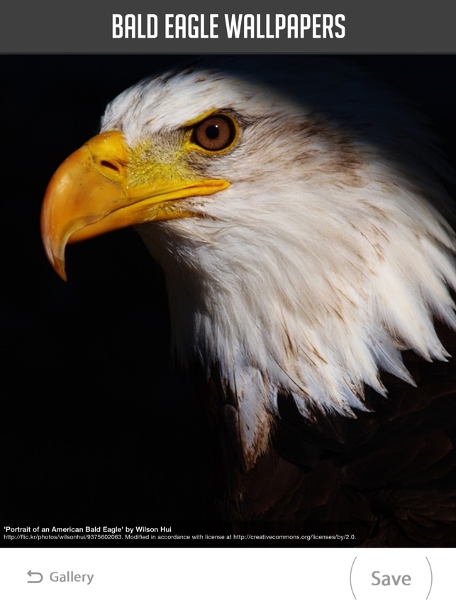 Bald Eagle - HD Wallpaper 