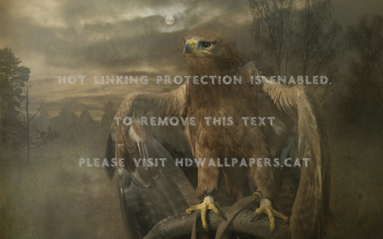 A King Of Air Cool Eagle Nice Predator Bird - Sharp Shinned Hawk - HD Wallpaper 