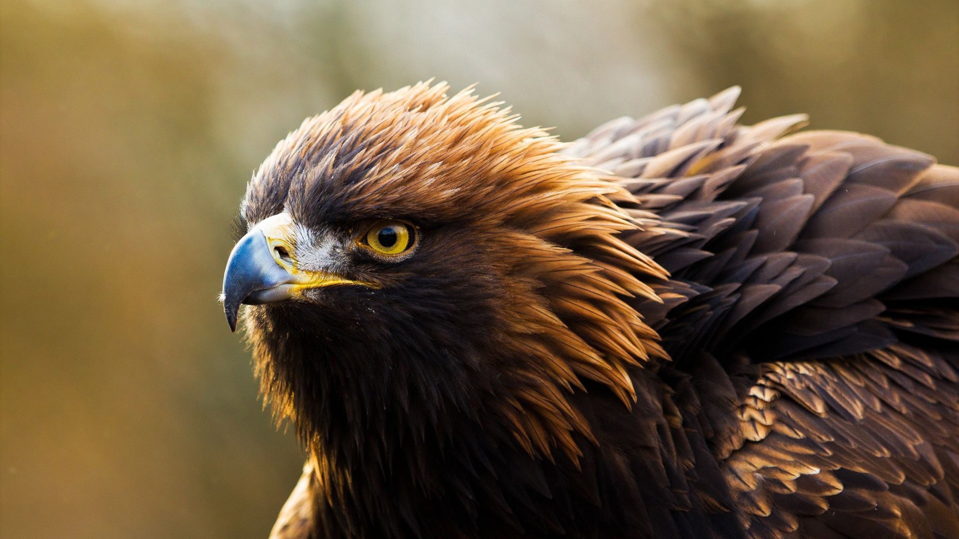 Eagle Wallpapers Free Download Beautiful Birds Hd Desktop - Golden Eagle - HD Wallpaper 