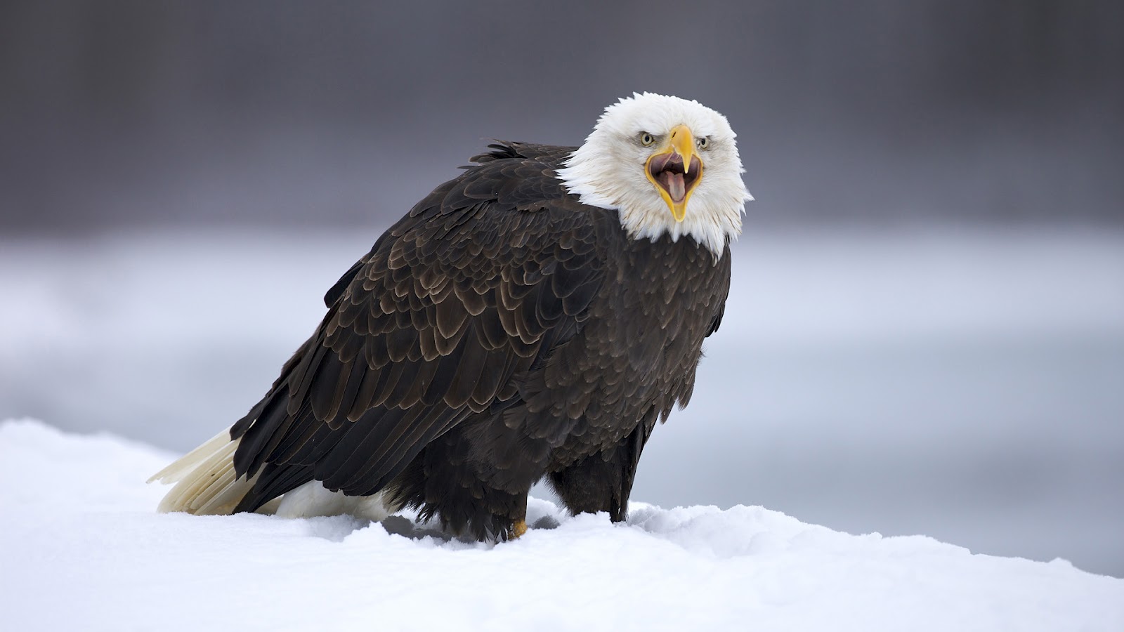 Big Eagle Standing In The Snow Hd Animal Wallpaper - Eagles Hd - HD Wallpaper 