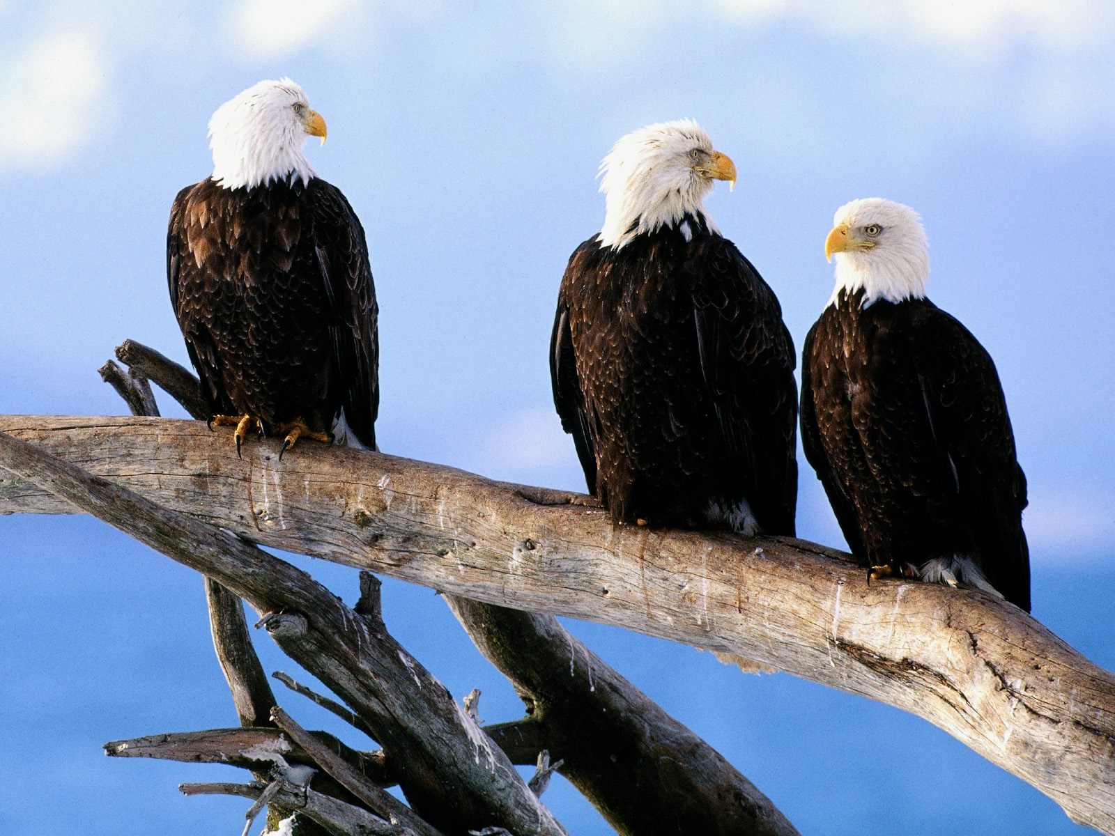 Wild And Free Bald Eagles - Amazing Animals - HD Wallpaper 