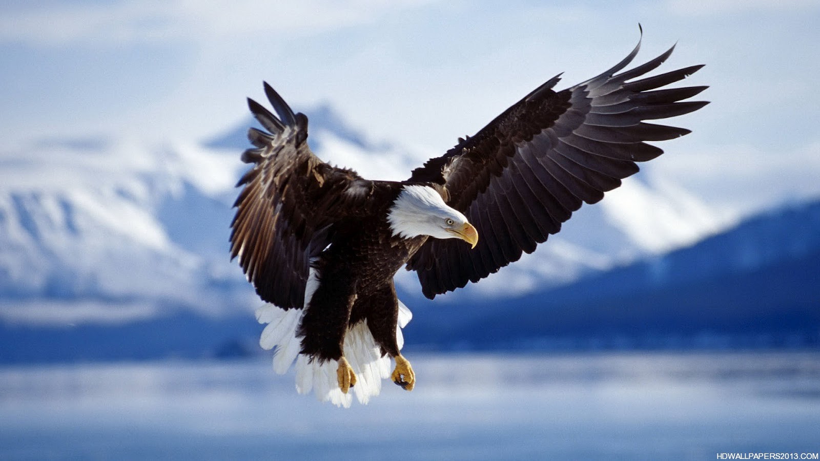 Eagle Wallpaper Hd Hd Wallpapers Eagle Wallpaper Hd - Eagle Full Hd - HD Wallpaper 