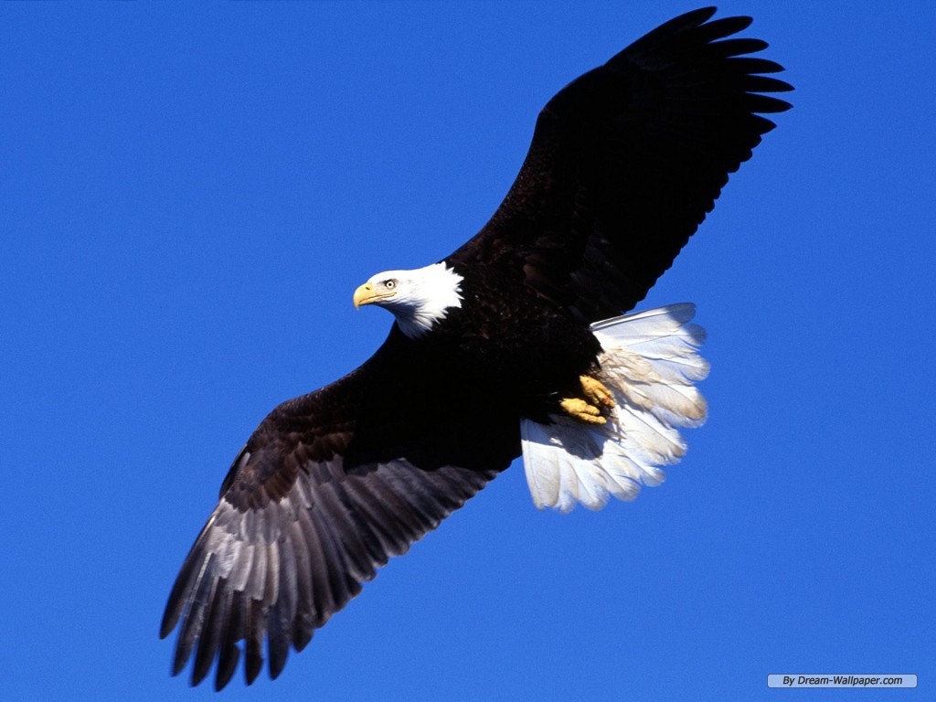 Beautiful Eagles - HD Wallpaper 