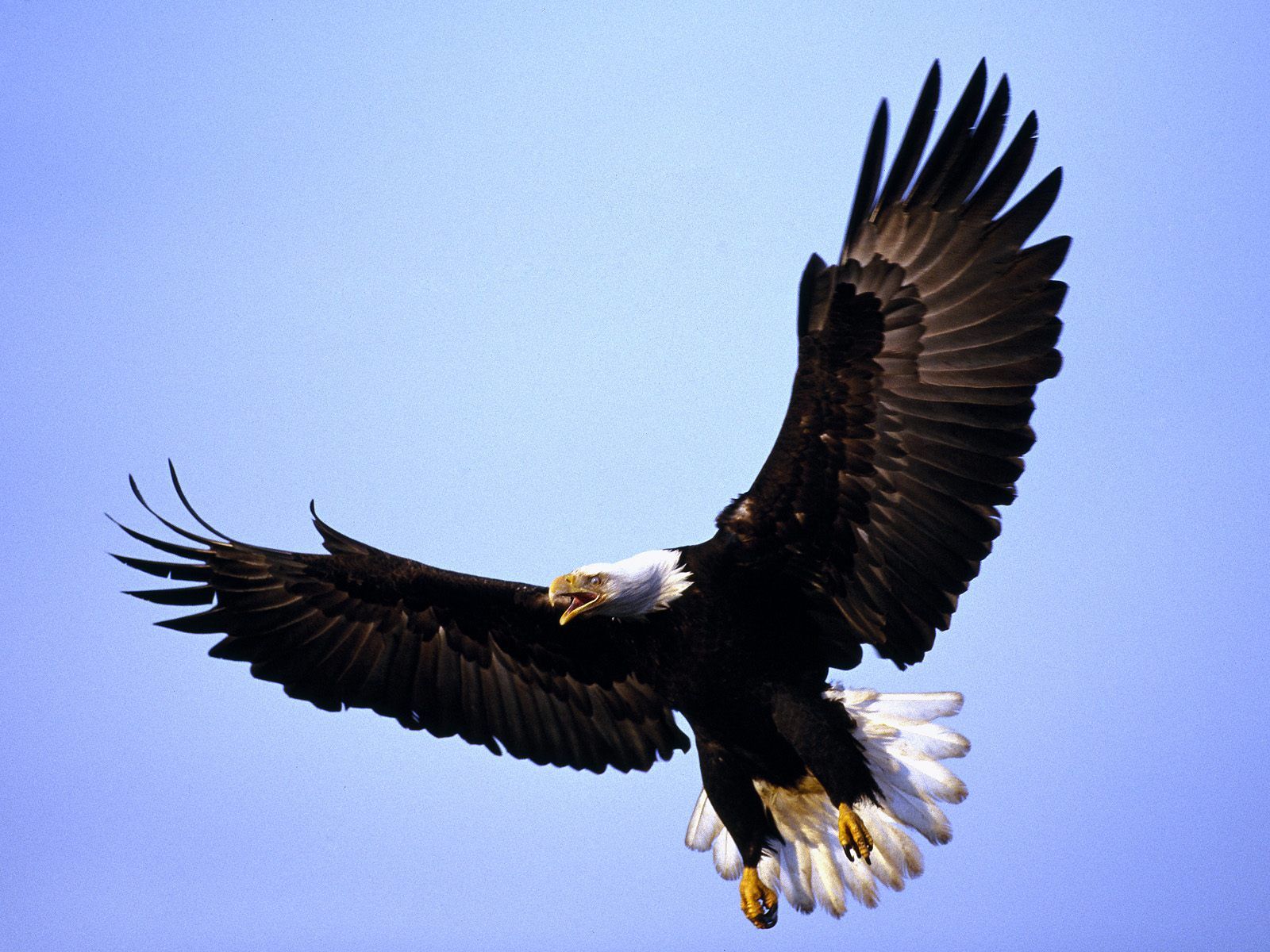 Bald Eagle - HD Wallpaper 