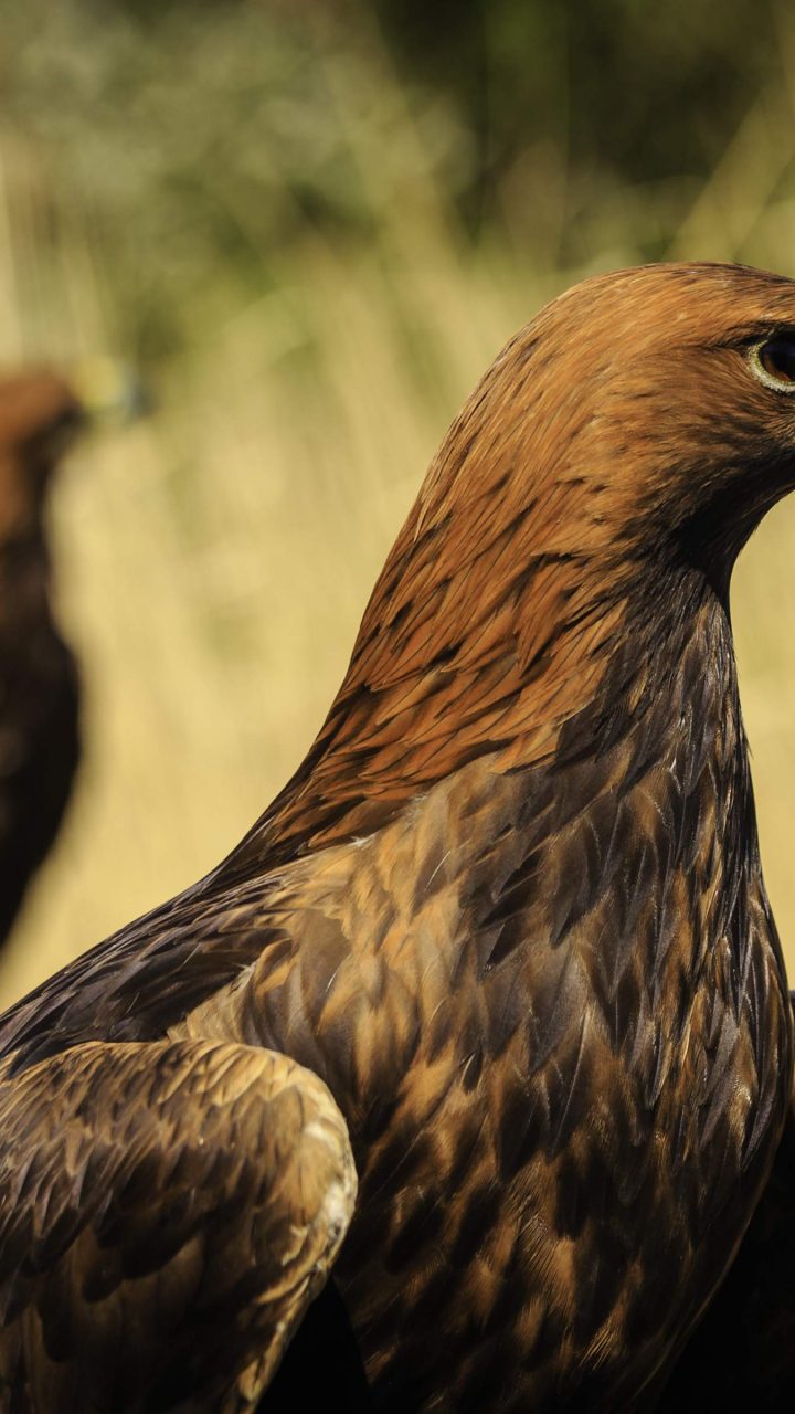 Wallpaper - HD Wallpaper 