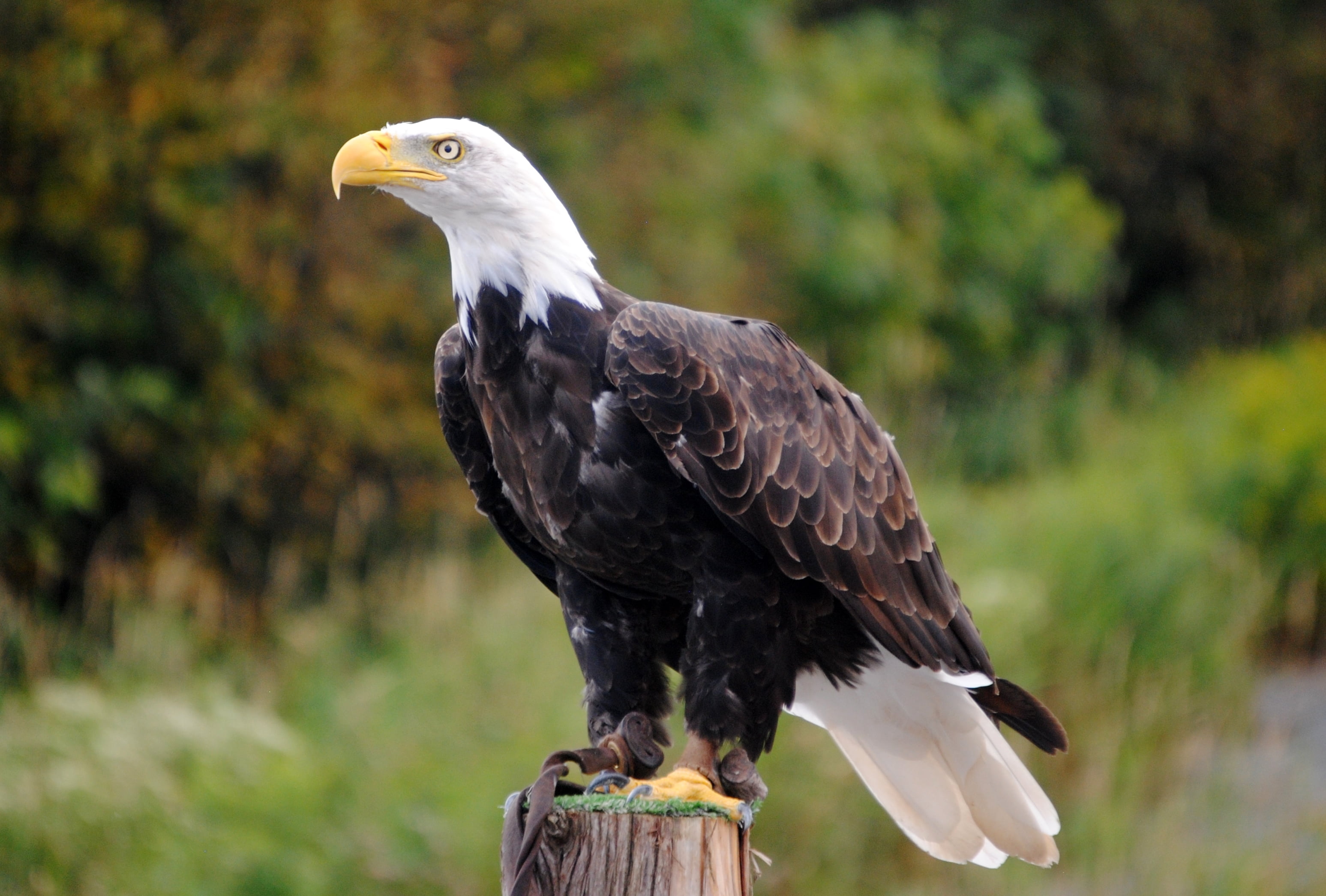 Bald Eagle - HD Wallpaper 