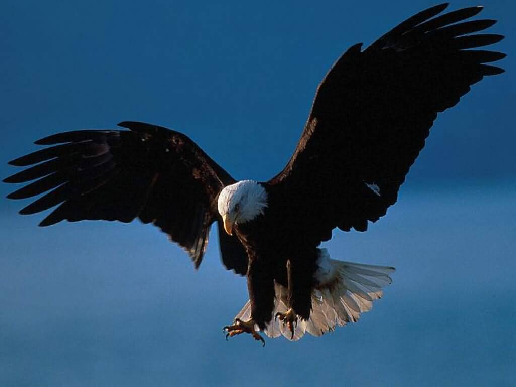American Eagle Pictures - Eagle Images For Whatsapp Dp - HD Wallpaper 
