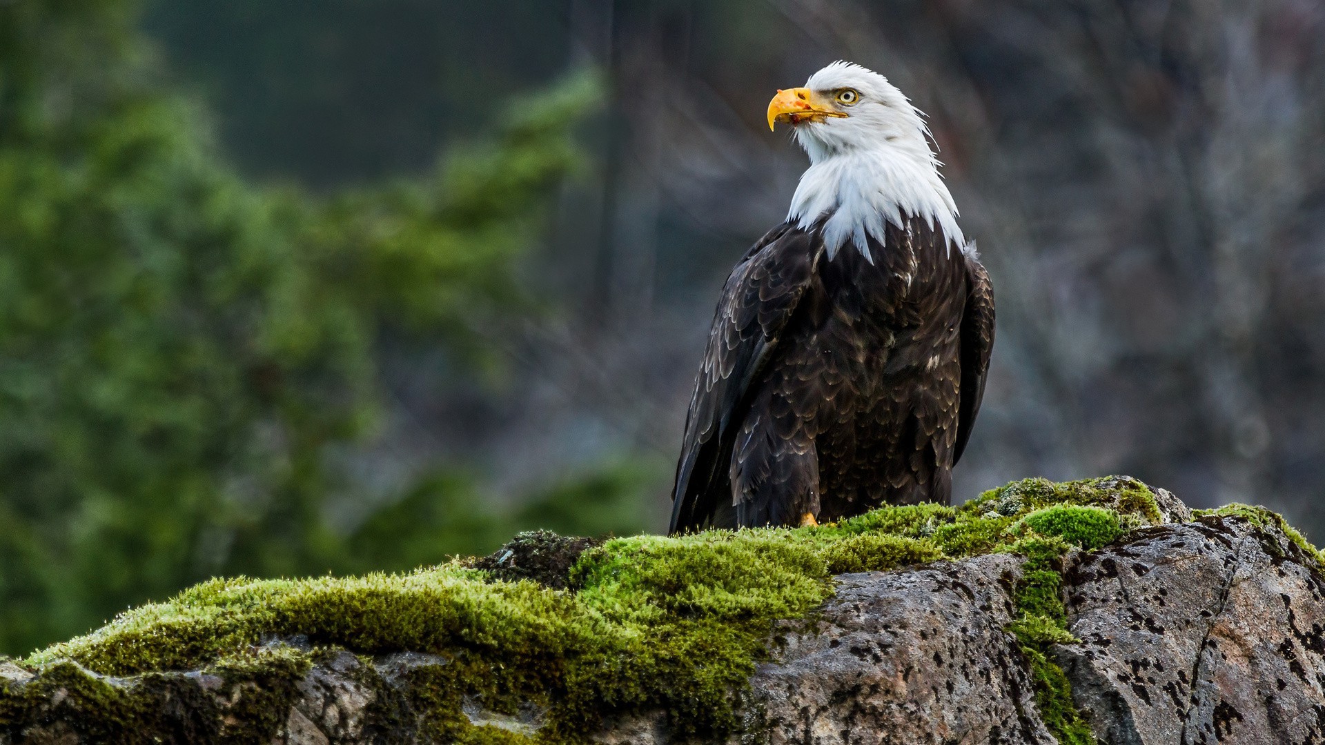 Bald Eagle Wallpaper - Wildlife Wallpapers Hd - HD Wallpaper 