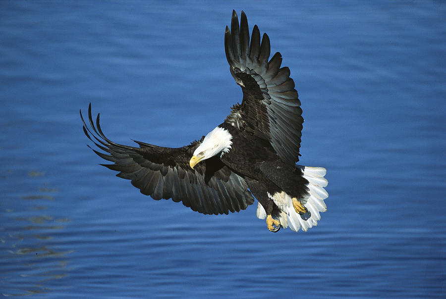 Bald Eagle Flying By Tom Vezo - Bald Eagle Flying - HD Wallpaper 