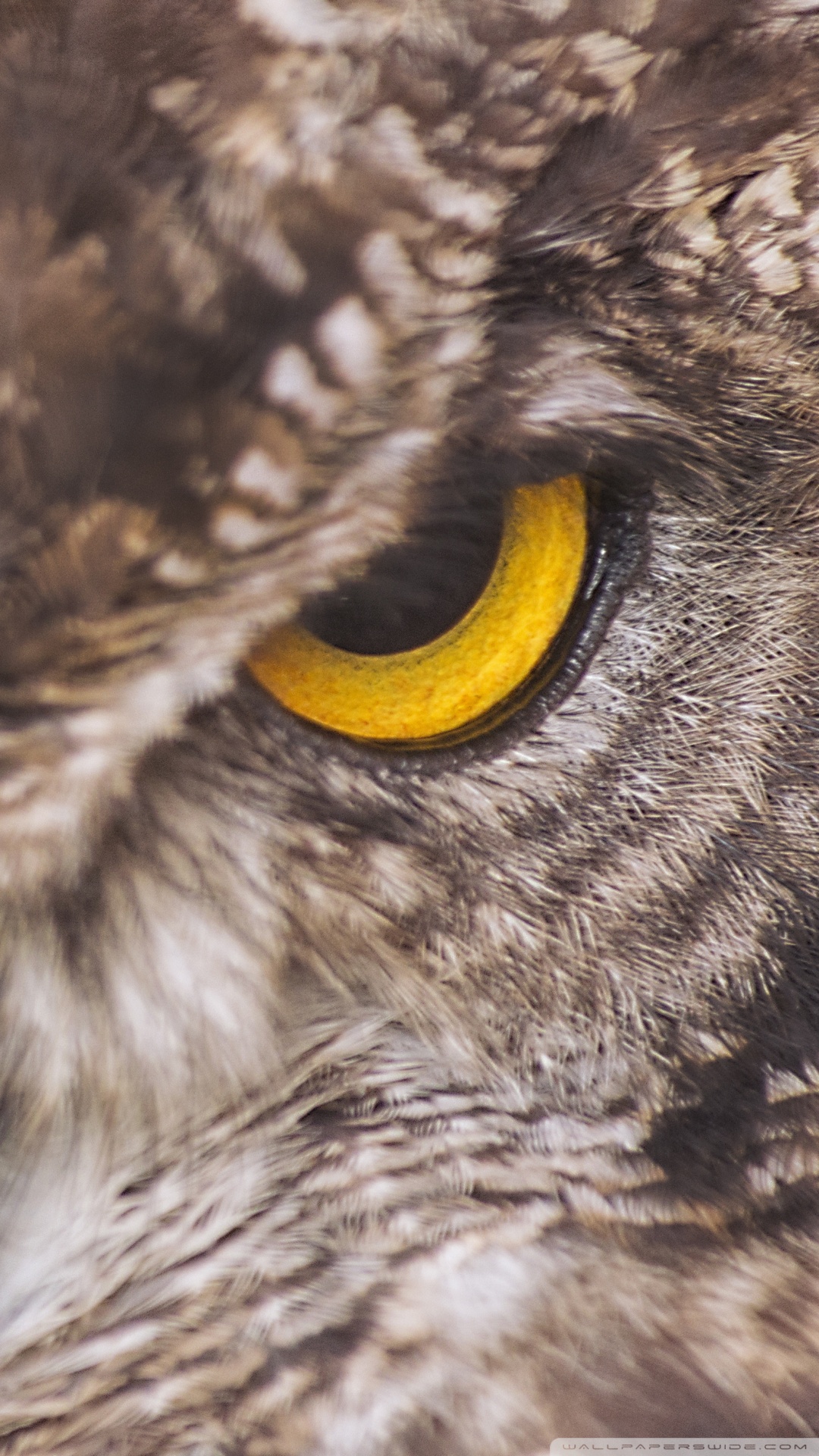 Owl - 1080x1920 Wallpaper Owl - 1080x1920 Wallpaper