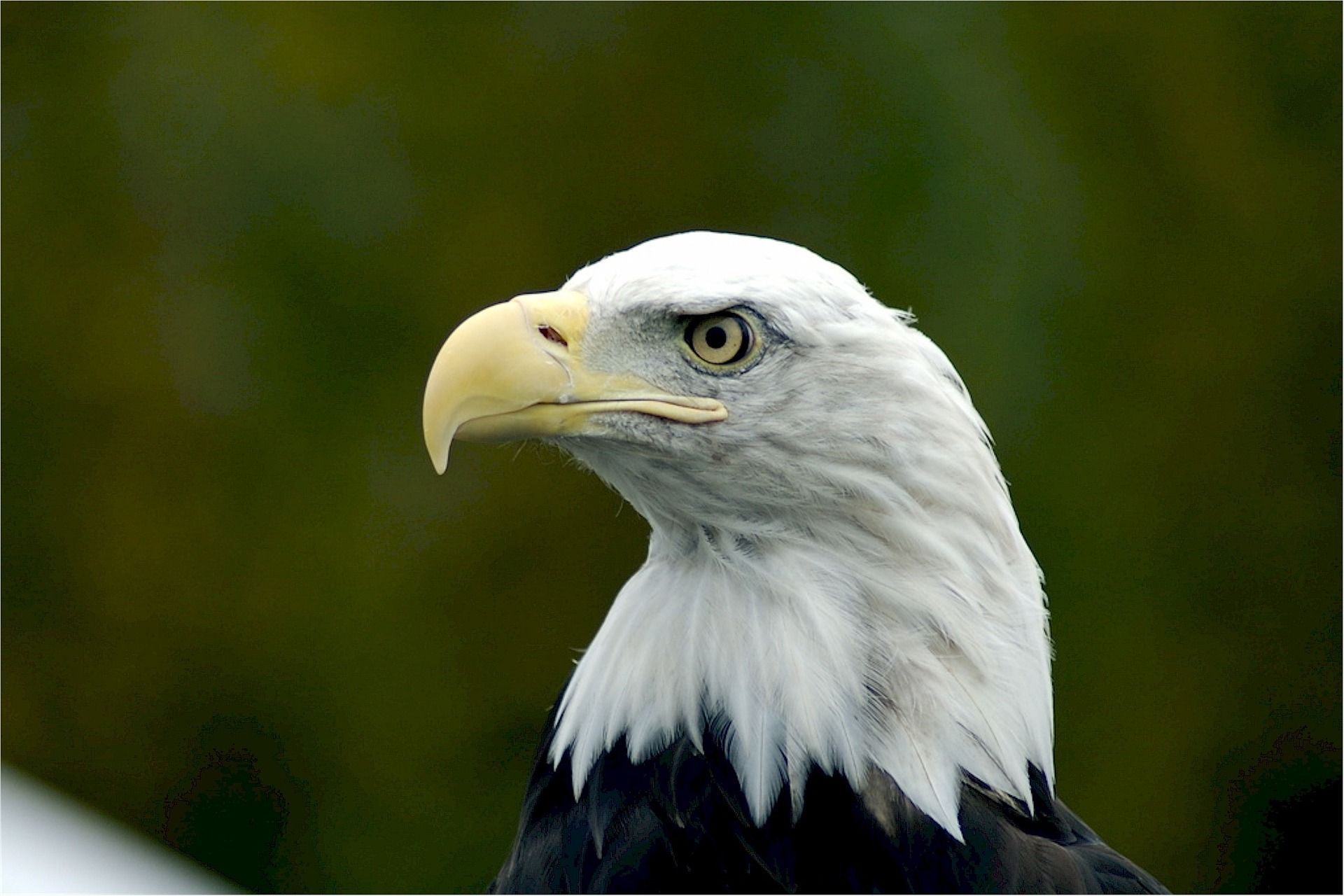 529071 American Eagle Hd Wallpaper In High Resolution - Bald Eagle Protection Act - HD Wallpaper 