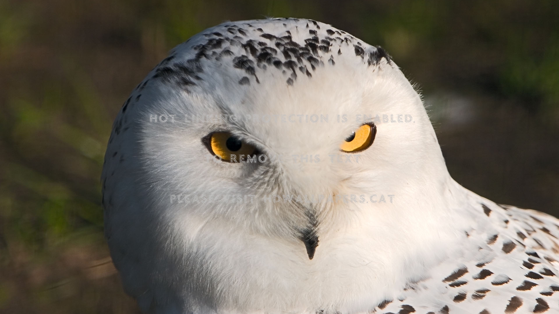 White On Black Owl Animals - Snowy Owl - HD Wallpaper 