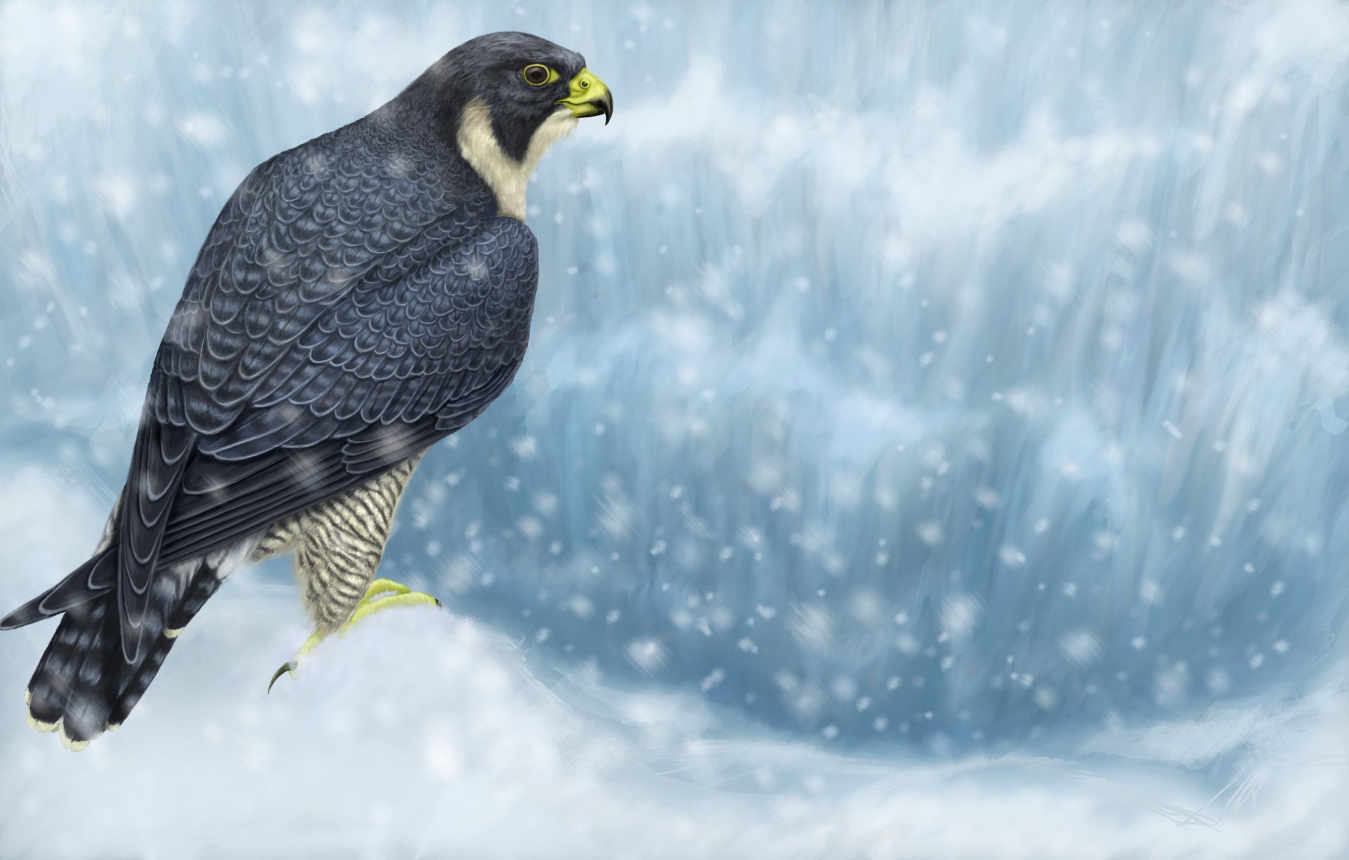 Peregrine Falcon Wallpaper Hd - HD Wallpaper 