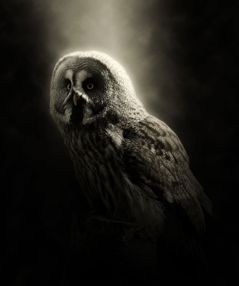 White And Black Owl, Gray, Bird, Animal, Nature, Forest, - HD Wallpaper 
