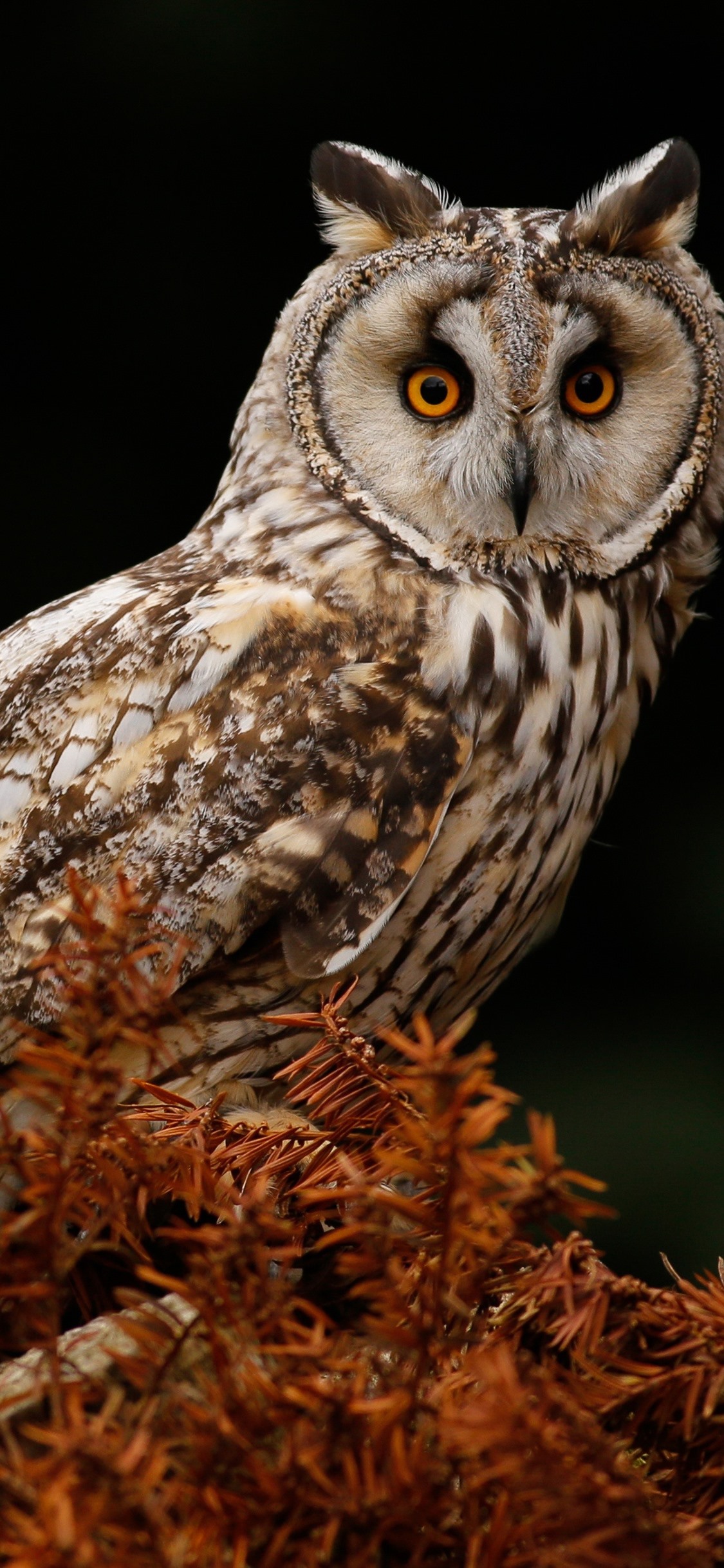 Iphone Wallpaper Owl, Tree, Black Background - Great Grey Owl - HD Wallpaper 
