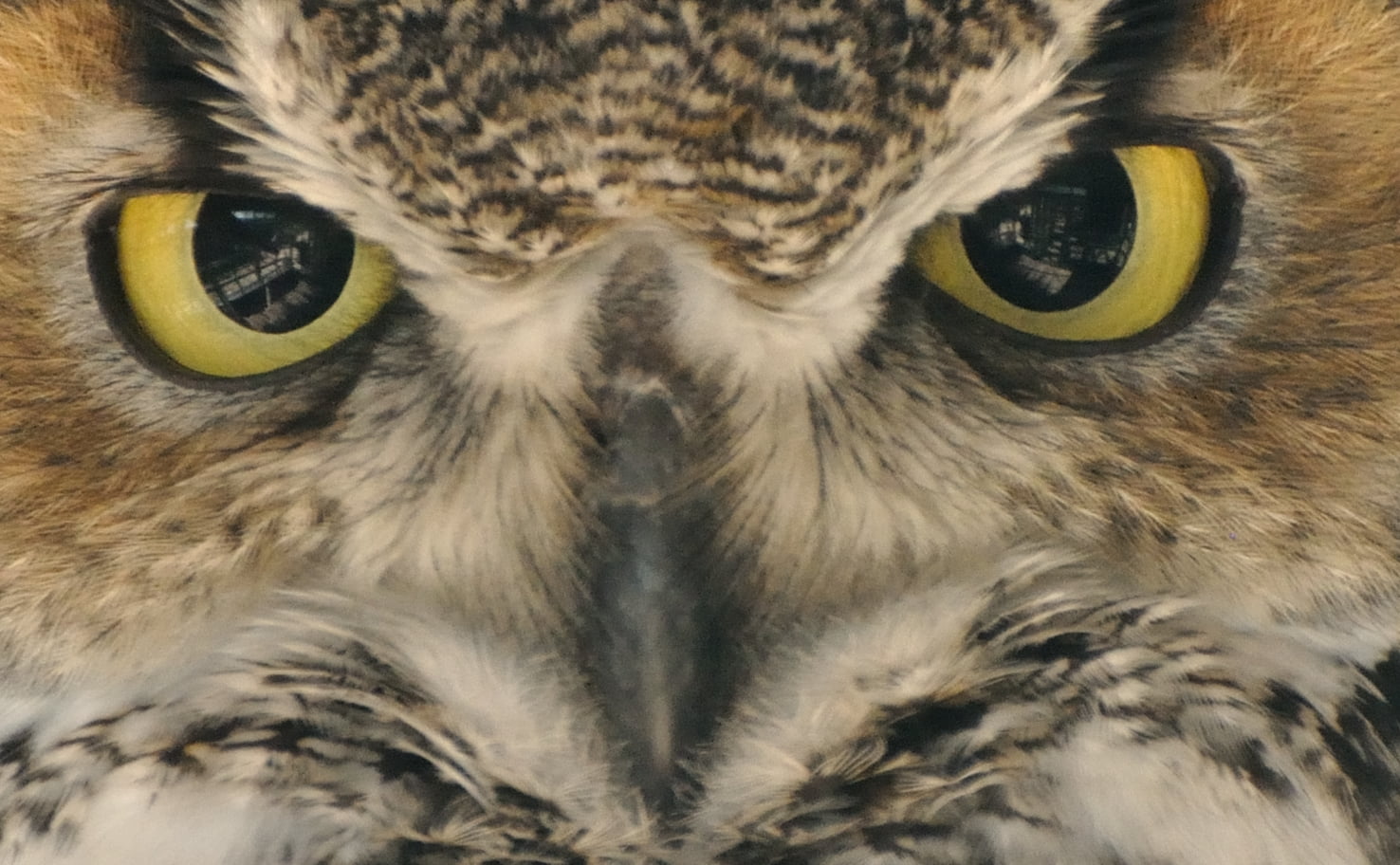 Black Owl Wallpaper - HD Wallpaper 