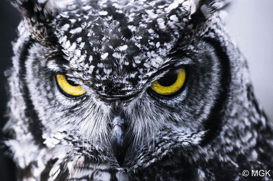 Excellent Owl Wallpaper - HD Wallpaper 