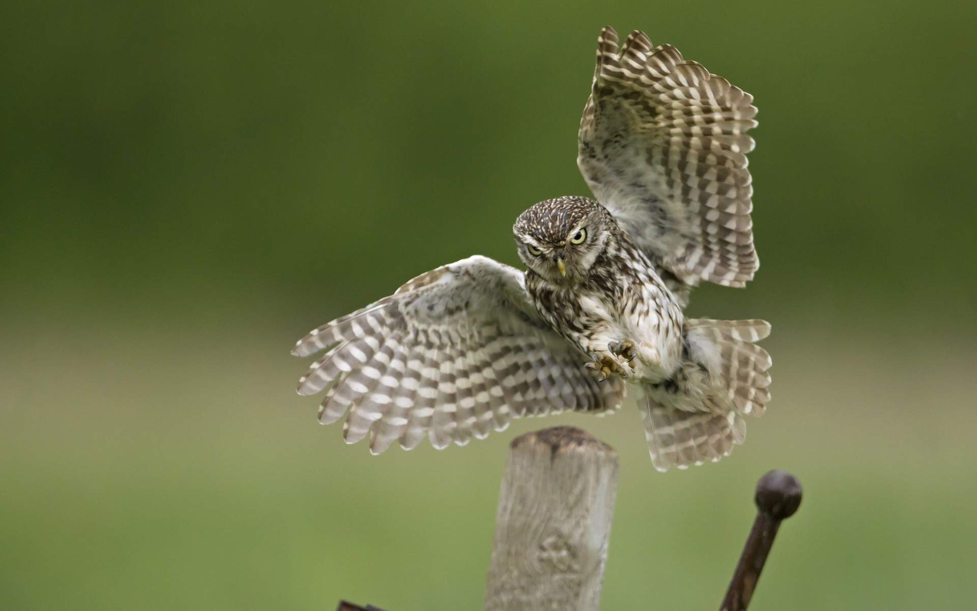Owl - HD Wallpaper 