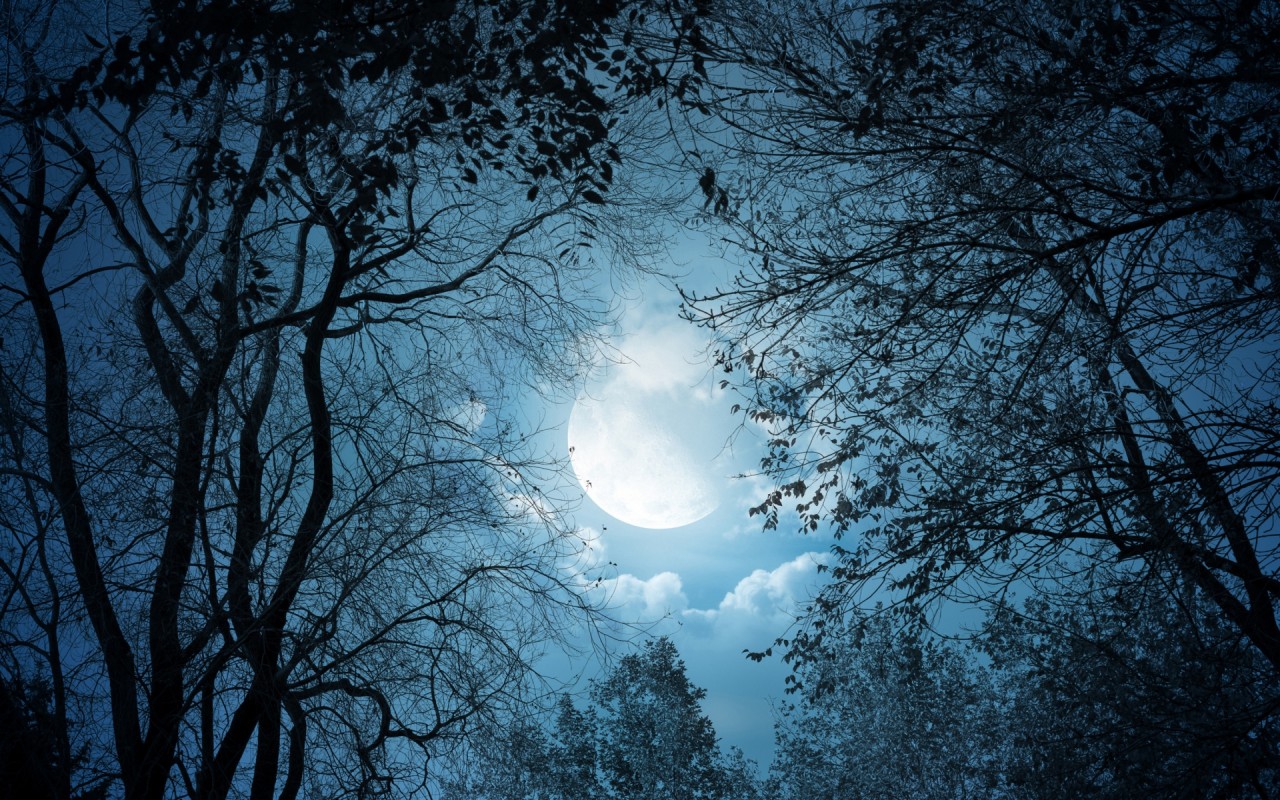 Dark Trees Full Moon Night Wallpapers - Nocturne Op 9 No2 60 Min Piano Classical Music Concentration - HD Wallpaper 