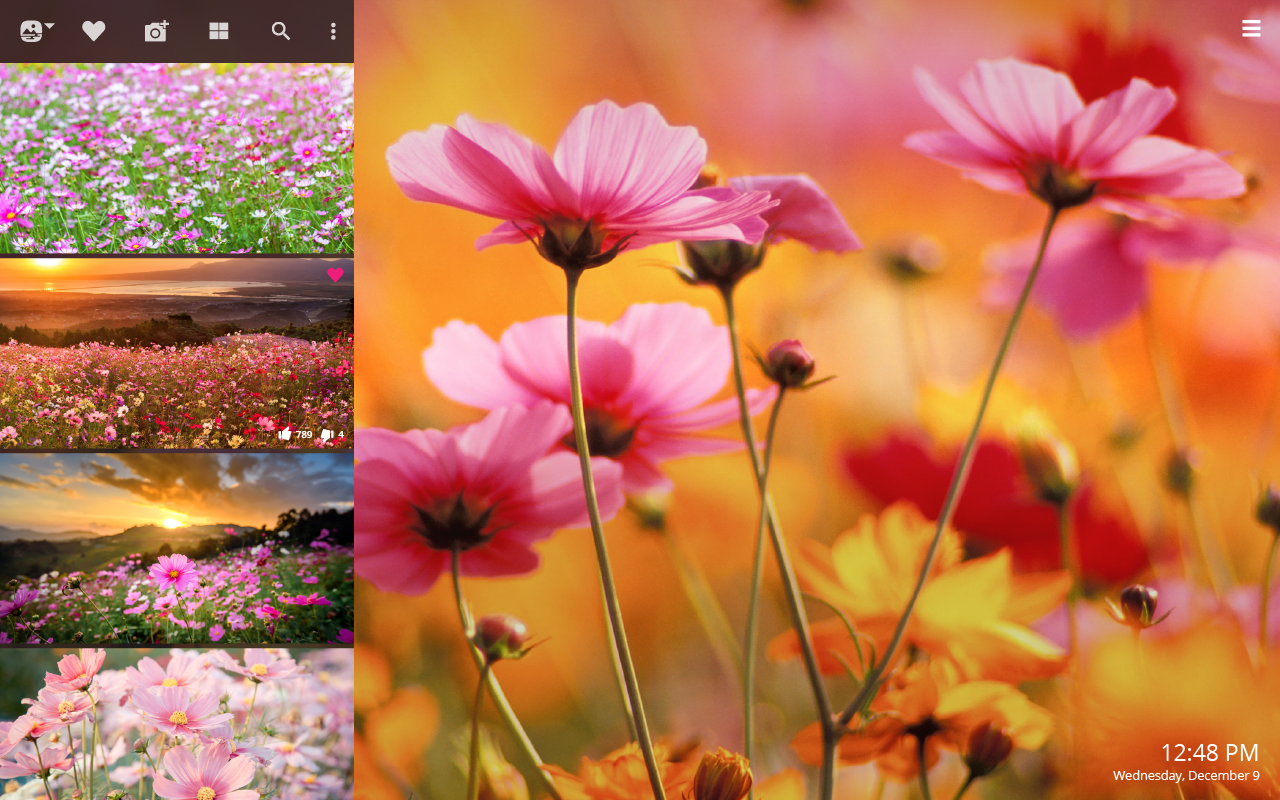 Cosmos Flowers - 百花 盛开 - HD Wallpaper 