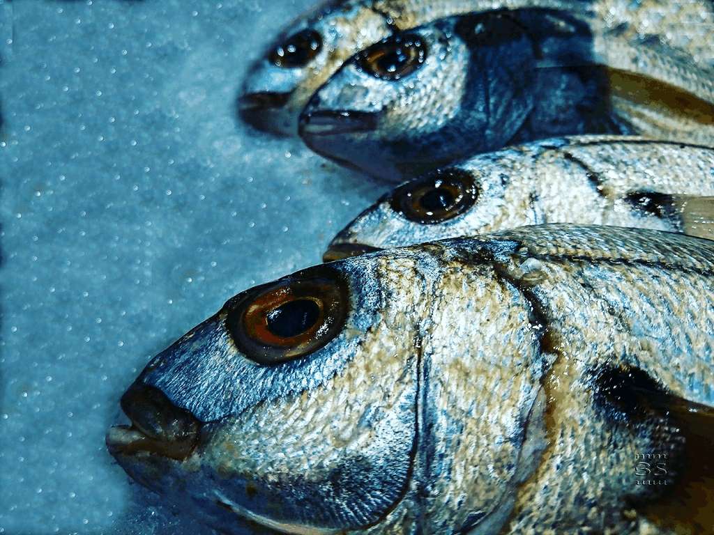 Peces Ateridos - Oily Fish - HD Wallpaper 