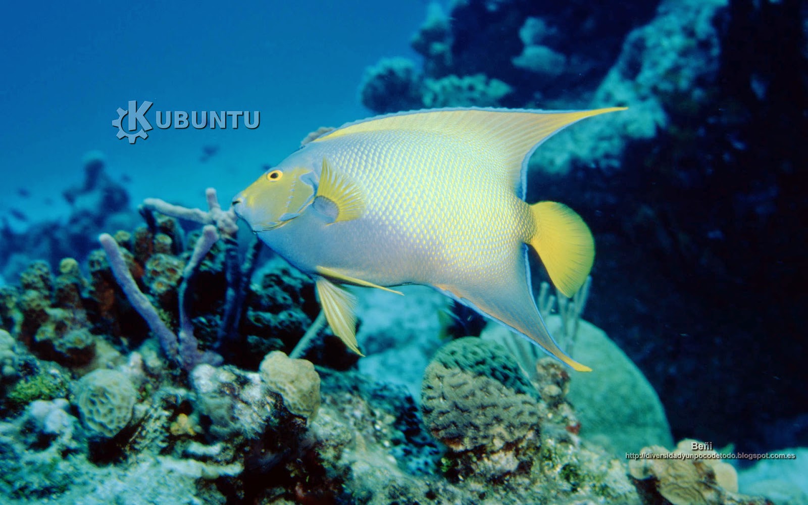 Fondo De Pantalla Para Kubuntu - Kde - HD Wallpaper 