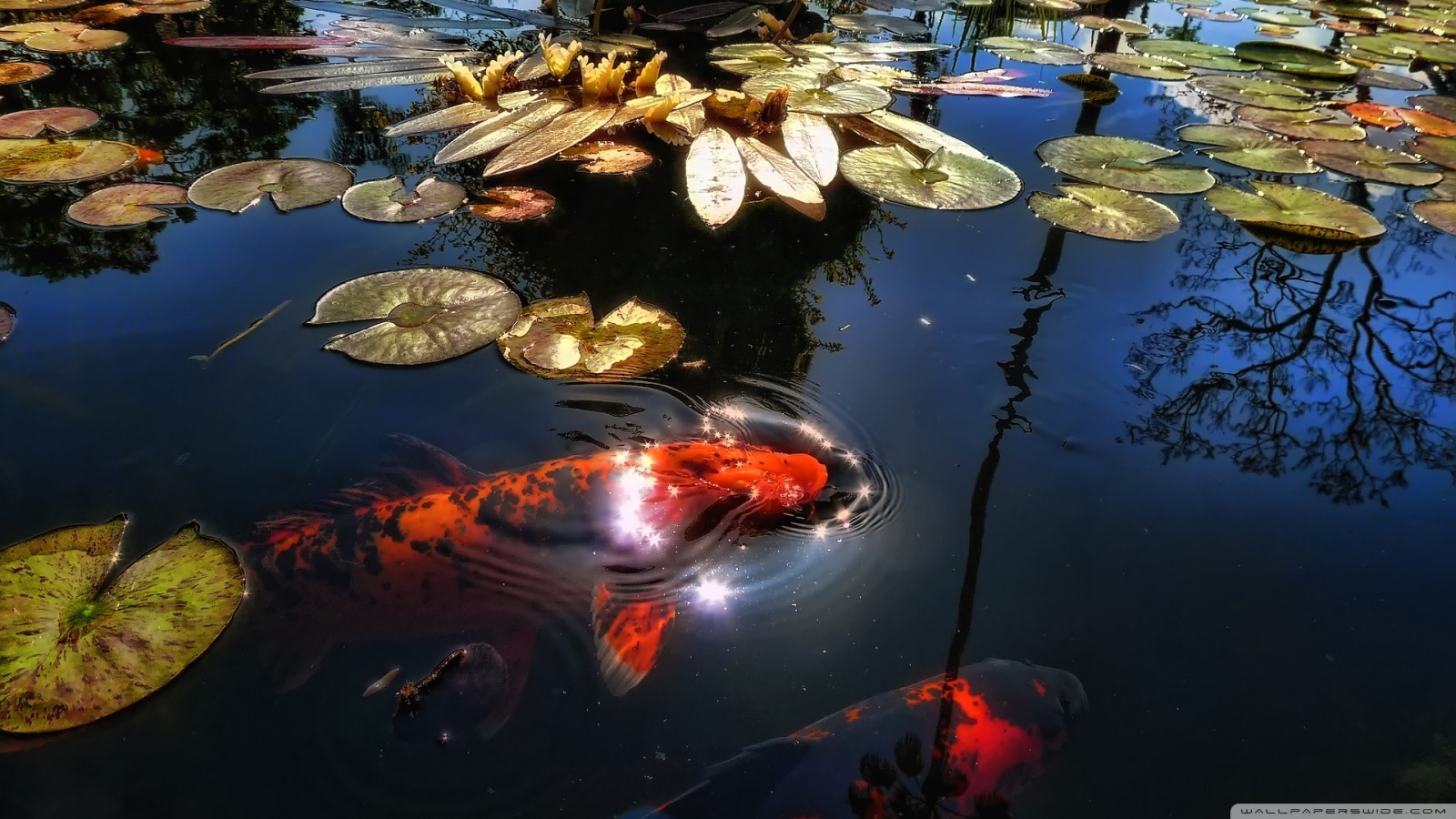 Fish Pond Hd - HD Wallpaper 