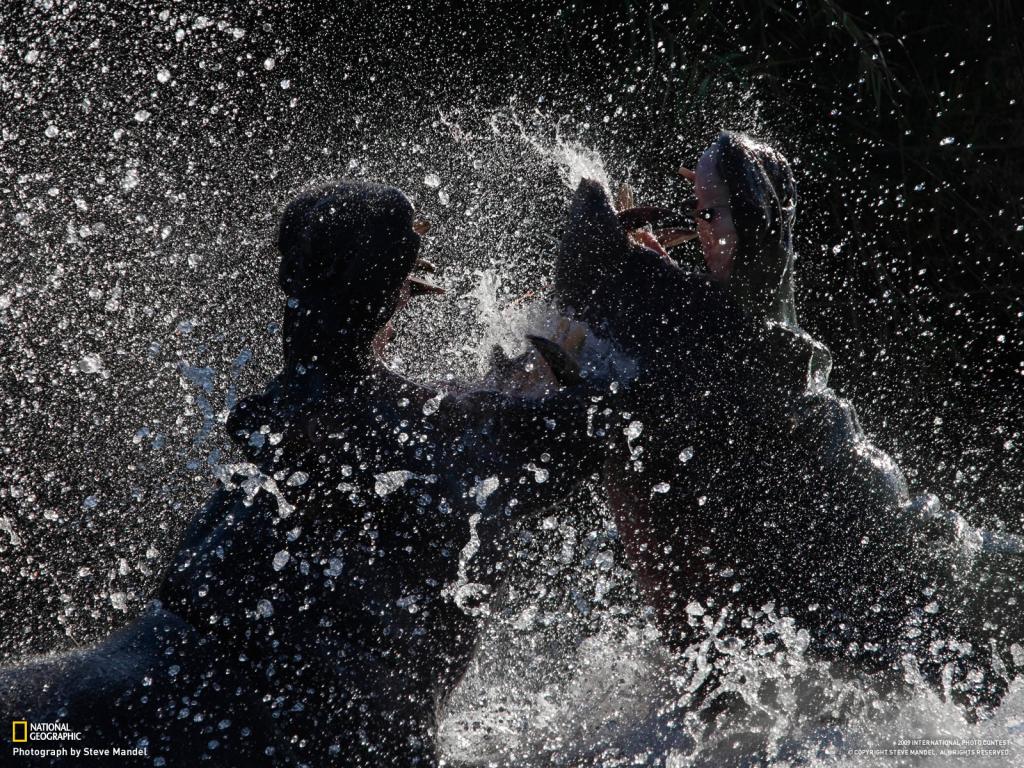Raoul Caroule Fondos De Pantalla Pelea Rinocerontes - Pelea En El Agua - HD Wallpaper 
