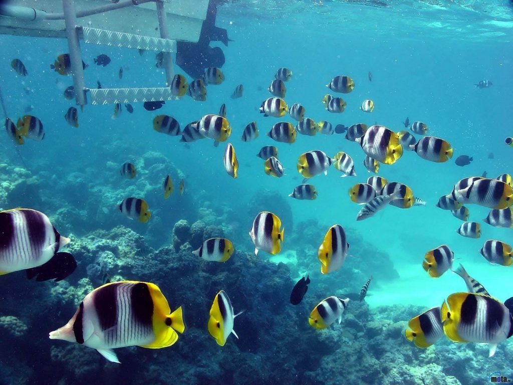 Peces En El Fondo Del Mar - Beach Fish - HD Wallpaper 