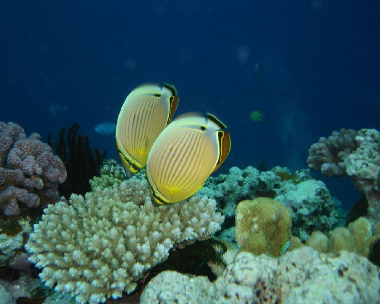 Fondos De Pantalla Peces - HD Wallpaper 