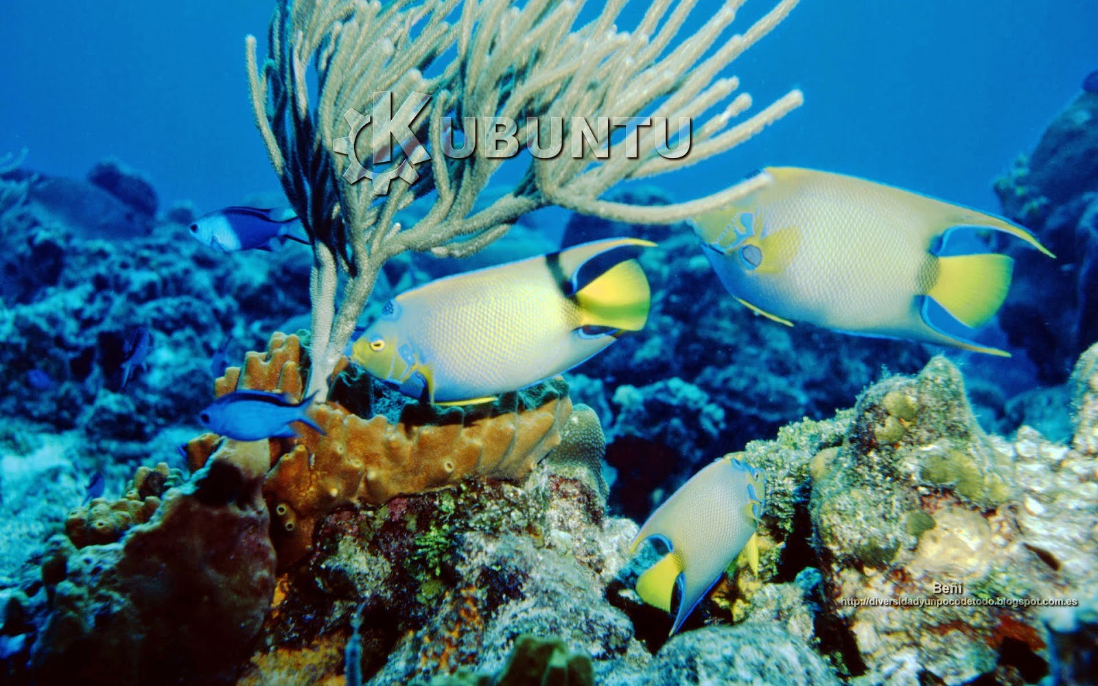 Fondo De Pantalla O Wallpaper Para Kubuntu - Coral Reef Fish - HD Wallpaper 