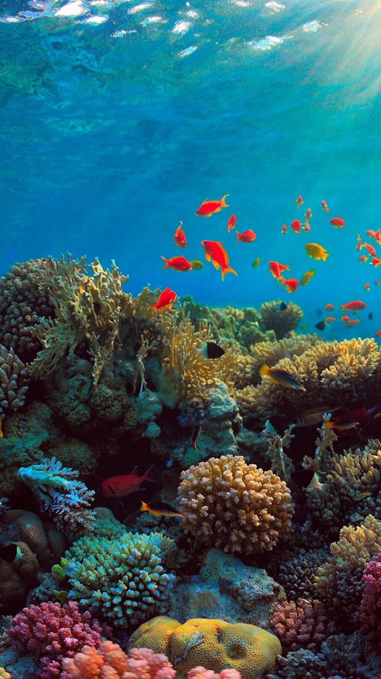 Iphone Wallpaper Sea, Corals, Fish, Underwater - Coral Reef - HD Wallpaper 