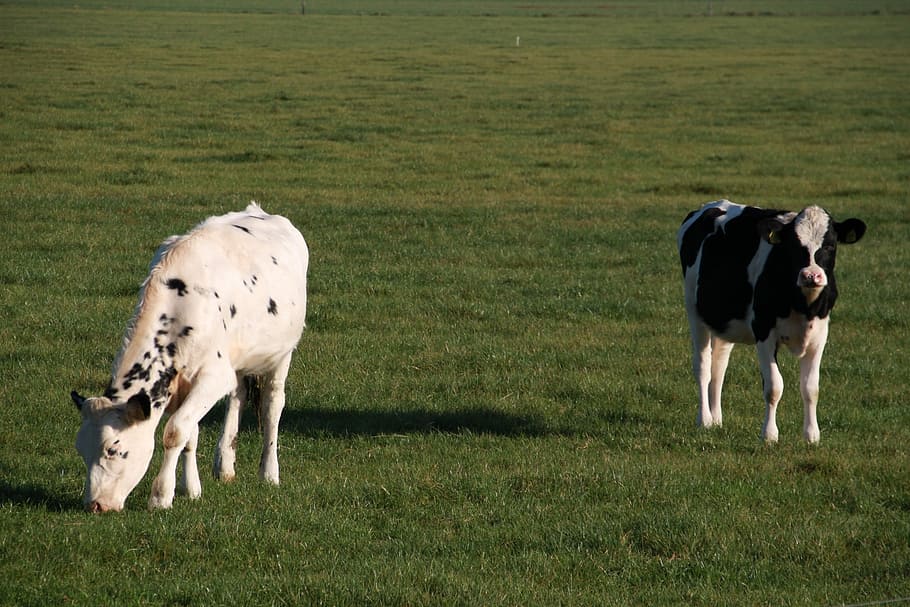 Farm Animal, Cow, Browser, Cows, Grass, Dutch Landscape, - Browser Hewan - HD Wallpaper 