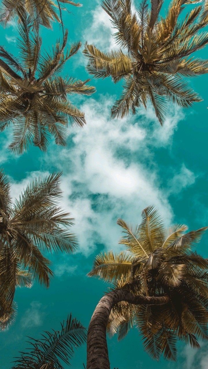 Wallpaper, Background, And Palm Trees Image - Most Popular Wallpaper 2019 - HD Wallpaper 