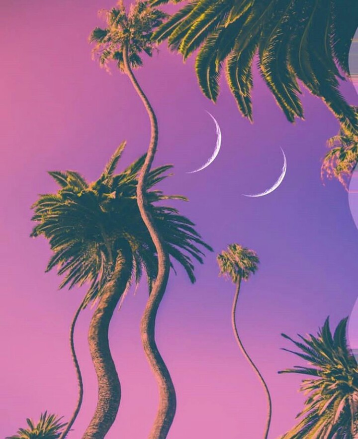 Wallpapers, Palmeras, Trip - Palmeras - HD Wallpaper 